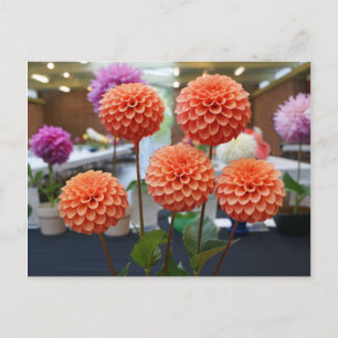 Carte postale Rose Dahlia Toscano #1
