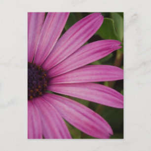 Carte postale Rose Daisy