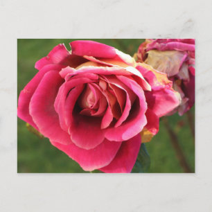 Carte Postale Rose dans le jardin