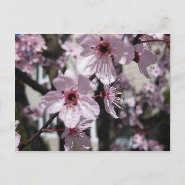 Carte postale rose d'arbre fleurissant de fleurs (Devant)