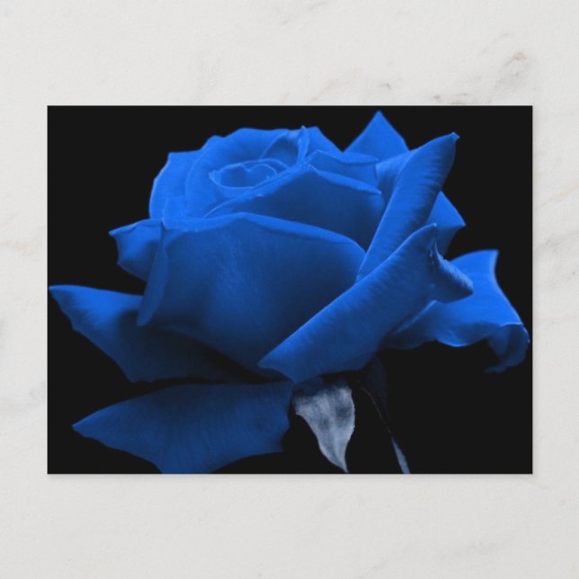 Carte Postale Rose de bleu (Devant)