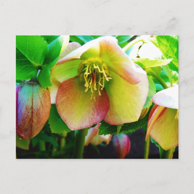 Carte Postale Rose de carême rose (Devant)