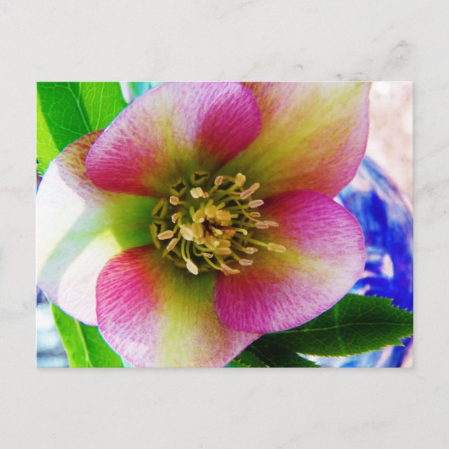 Carte Postale Rose de carême rose, (Devant)