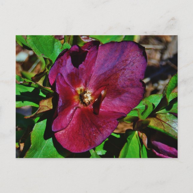 Carte Postale Rose de carême rose Bourgogne (Devant)