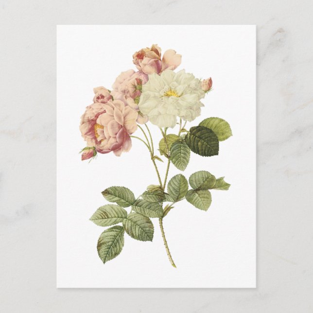 Carte Postale rose de Damas (Rosa damascena celsiana) par Redout (Devant)
