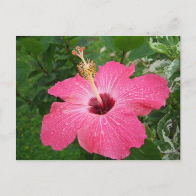 Carte postale rose de ketmie (Devant)