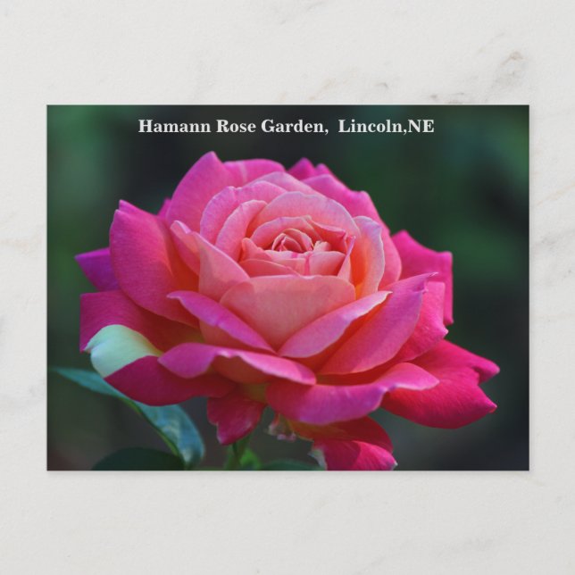 Carte postale Rose de la paix de Chicago HRG 500n  (Devant)