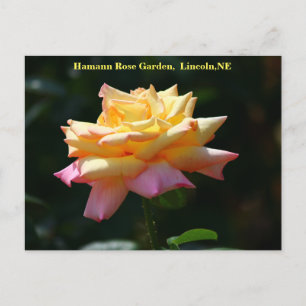 Carte postale Rose de la paix HRG 500n 2014