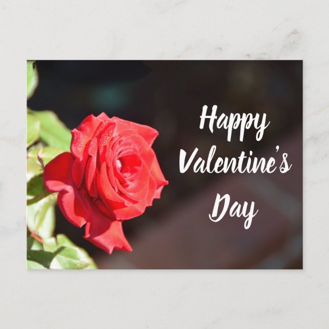 Carte postale rose de la Saint-Valentin (Devant)