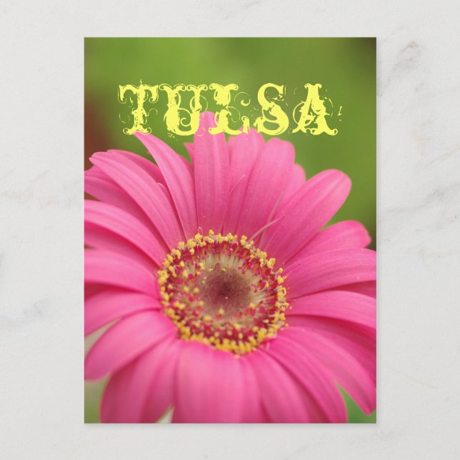 Carte postale rose de marguerite de Gerbera de (Devant)
