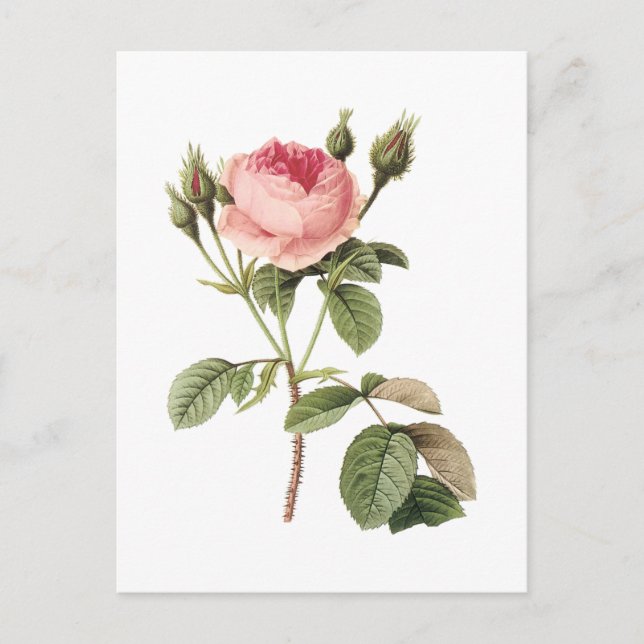 Carte Postale rose de mousse (Rosa muscosa) par Redouté (Devant)