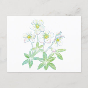 Carte Postale Rose de Noël, Helleborus niger