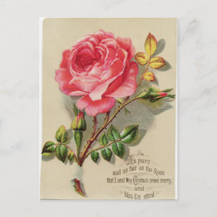 Carte postale Rose de Noël victorien