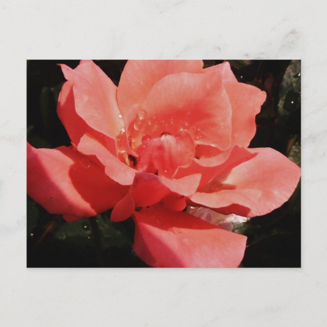 Carte Postale rose de pêche et détritus (Devant)