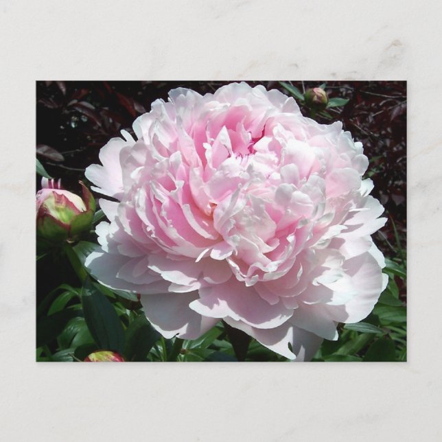 Carte postale rose de pivoine (Devant)