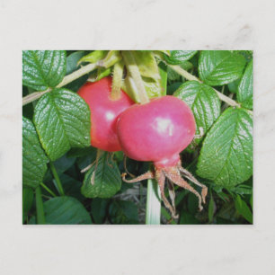 Carte postale Rose de plage