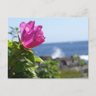 Carte Postale Rose de plage