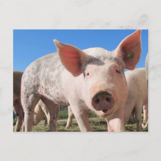 Carte Postale Rose de porc adorable