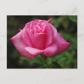 Carte Postale Rose de rose