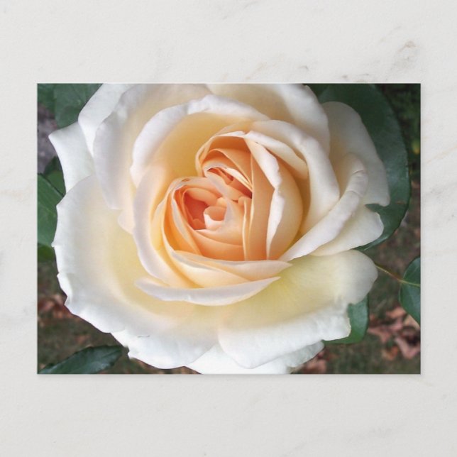 Carte postale Rose d'été blanc ivoire (Devant)