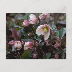 Carte Postale Rose du carême