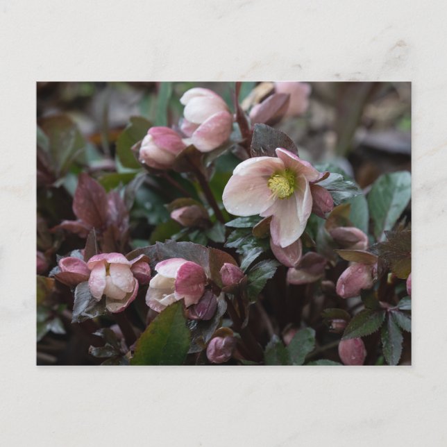 Carte Postale Rose du carême (Devant)