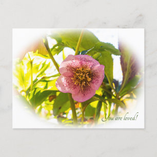 Carte Postale Rose du carême. Helleborus. Vous êtes aimés !