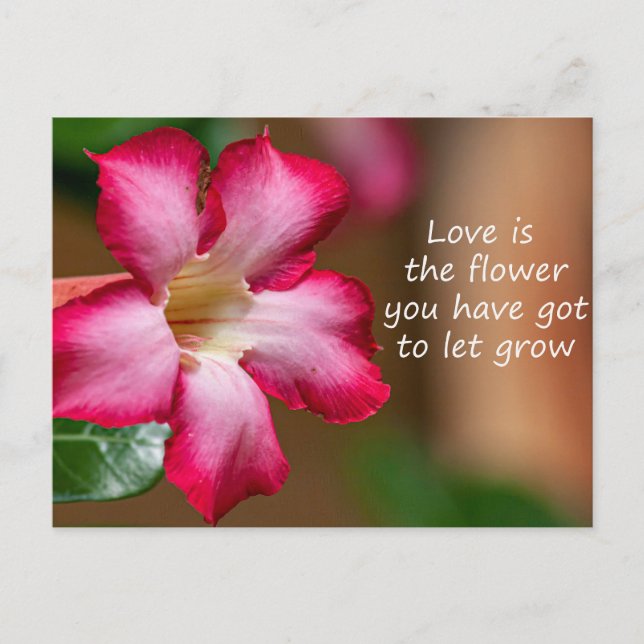 Carte Postale Rose du désert Adenium rose Obesum (Devant)