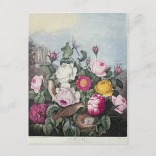 Carte Postale Rose, du temple de Flora
