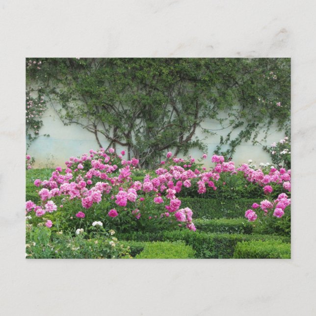 Carte Postale Rose élégant (Devant)