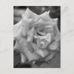 Carte Postale Rose En Fleur En Blanc Noir