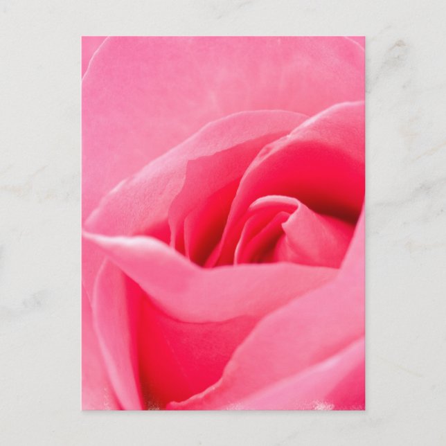 Carte postale Rose en floraison (Devant)