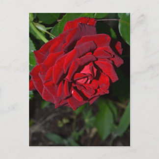 Carte Postale Rose en rouge profond