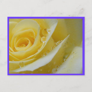 Carte Postale rose et gouttes d'eau