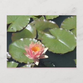 Carte postale rose et jaune