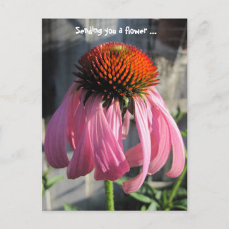 Carte Postale Rose et orange Daisey
