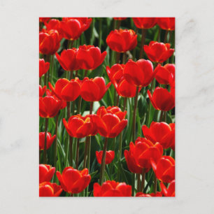 Carte Postale Rose Fleur de Tulipe Rouge Photographie de Fleurs