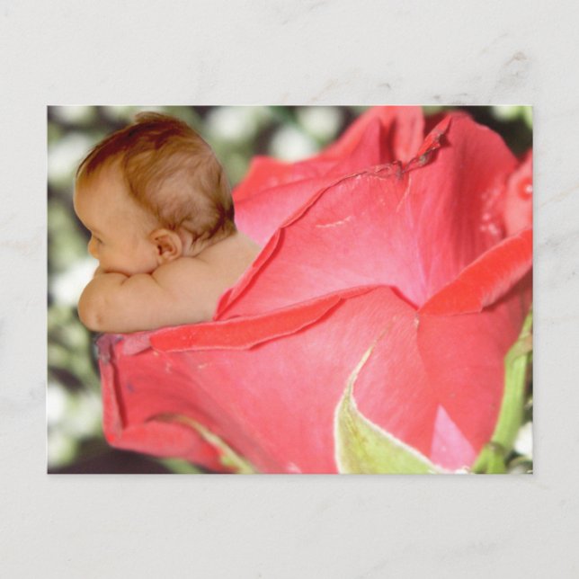 Carte postale rose Flower Baby (Devant)