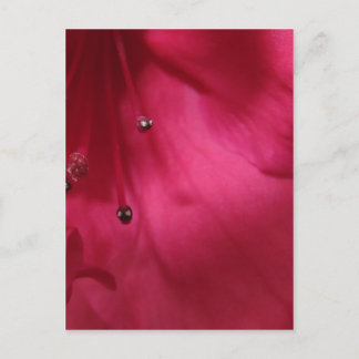Carte postale rose-foncé de ketmie (verticale)