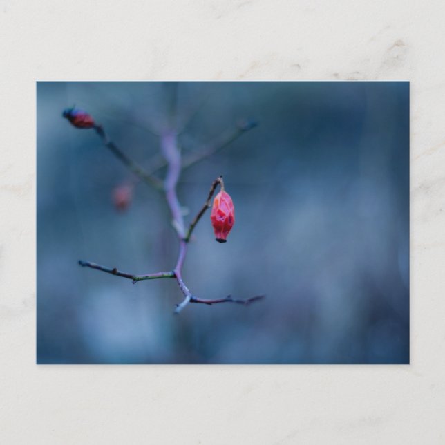 Carte Postale Rose froid (Devant)