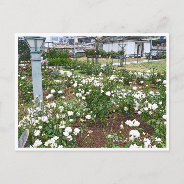 Carte Postale Rose Garden (Devant)
