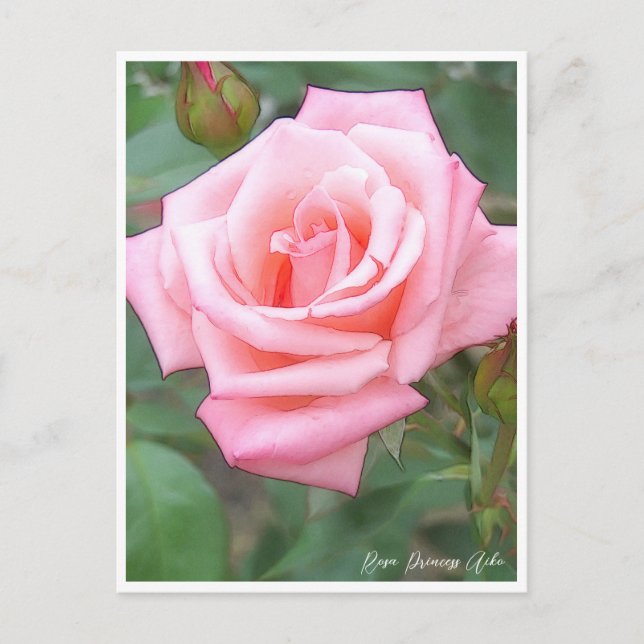 Carte Postale Rose Garden (Devant)