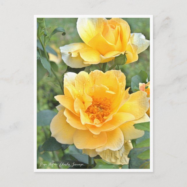 Carte Postale Rose Garden (Devant)