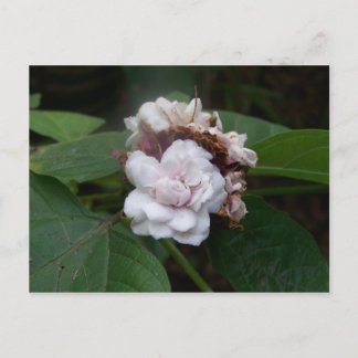 Carte Postale Rose Honolulu