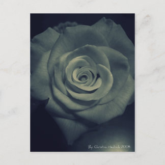 Carte Postale rose inverse