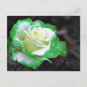 Carte postale Rose irlandaise