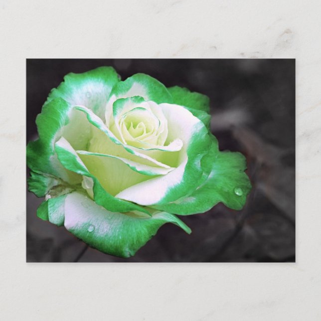 Carte postale Rose irlandaise (Devant)