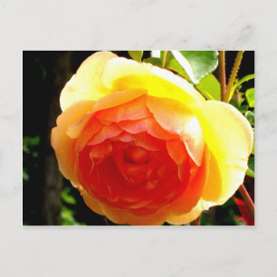 Carte Postale Rose jaune