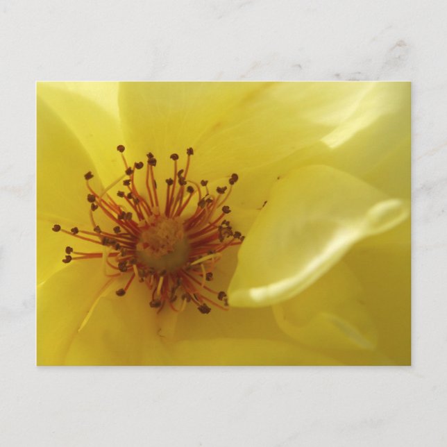 Carte postale rose jaune (Devant)