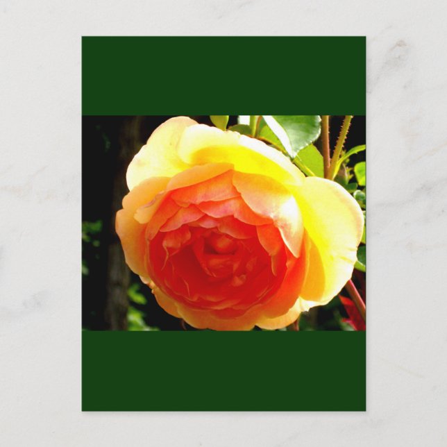 Carte Postale Rose jaune (Devant)